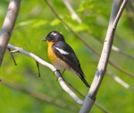 Mugimaki Flycatcher