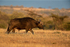 Cape Buffalo