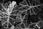 Leaves (Botanical Garden)