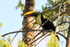 Yellow-throated Toucan, Costa Rica