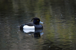 Tufted Duck