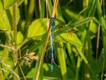Azure Damselfly
