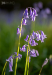Bluebells
