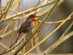 Robin