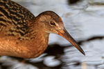 King Rail head close view, Viera Wetlands, Florida
