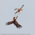 Marsh Harriers (Circus aeruginosus) practising food passing