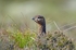 Red Grouse