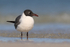 Laughing Gull (breeding adult) close view, Fort De Soto, Florida