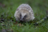 HEDGEHOGS