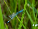 Azure Damselfly