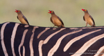 Oxpecker trio on zebra