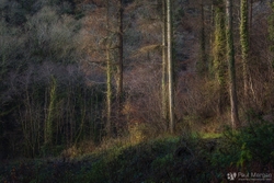 Woodland Waltz