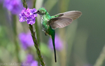 Green-Tailed Trainbearer
