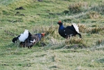 Black Grouse