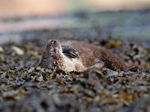 Ardnamurchan portfolio