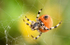 Four spot orb weave spider