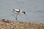 Avocet