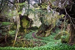 Garlic Path