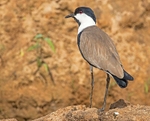 Spur Winged Lapwing