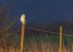 Barn Owl