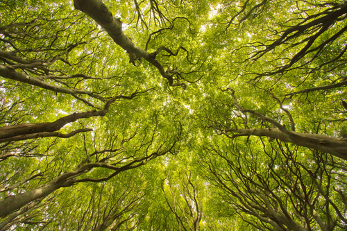 The Heart of the Forest