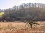 The Dead Tree at Wolfscote Dale