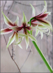 Hippeastrum 'Jungle Star' 7 (2012)