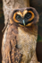 asian brown wood owl Strix leptogrammica-8463