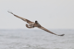 Peruvian Pelican flying rear view, Chile
