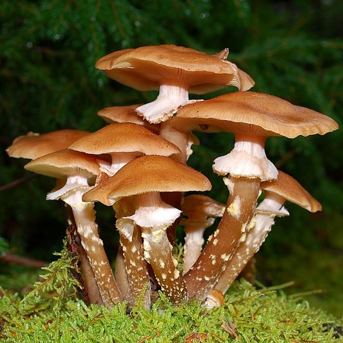 A small mountain of honey mushrooms. Deer love them and thus they can disappear from camera view very fast!