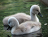 Cygnets