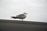 Common Gull