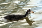 Baby Coot  _AGT062