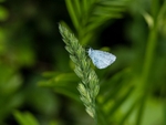 Holly Blue
