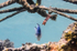 Damselfish