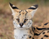 Serval close-up