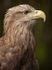 White tailed Eagle