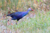 Grey-headed Swamphen, Harns Marsh, Florida