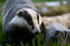 BADGER 12