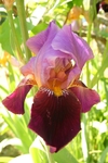 Iris 1044