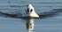 Smew