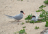 Arctic Terns