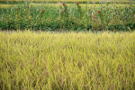 03 Rice with Red Lobelia