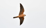 Red-footed Falcon