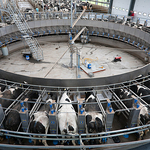 Milking Parlour - 28