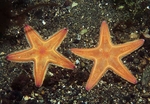 Astropecten irregularis