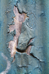 Peeling Paint