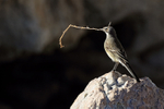 Cape Wagtail portfolio