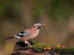 jay 