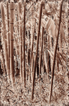 Bamboo-1595_3_4 Neg Red HDR
